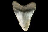 Fossil Megalodon Tooth - North Carolina #124634-2